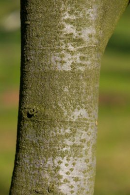 Fagus grandifolia 'Caroliniana' - buk velkolistý - kůra